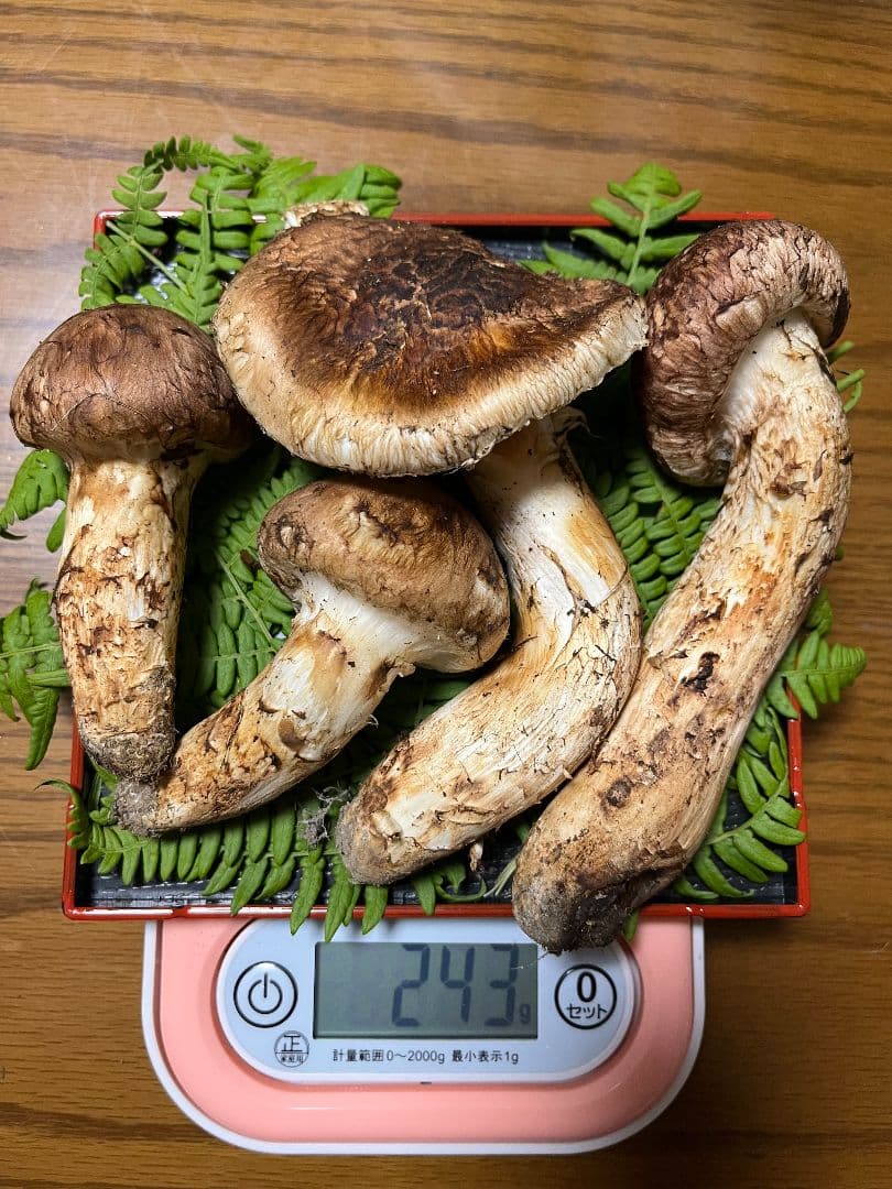 岩手県産　天然松茸　 243g　③