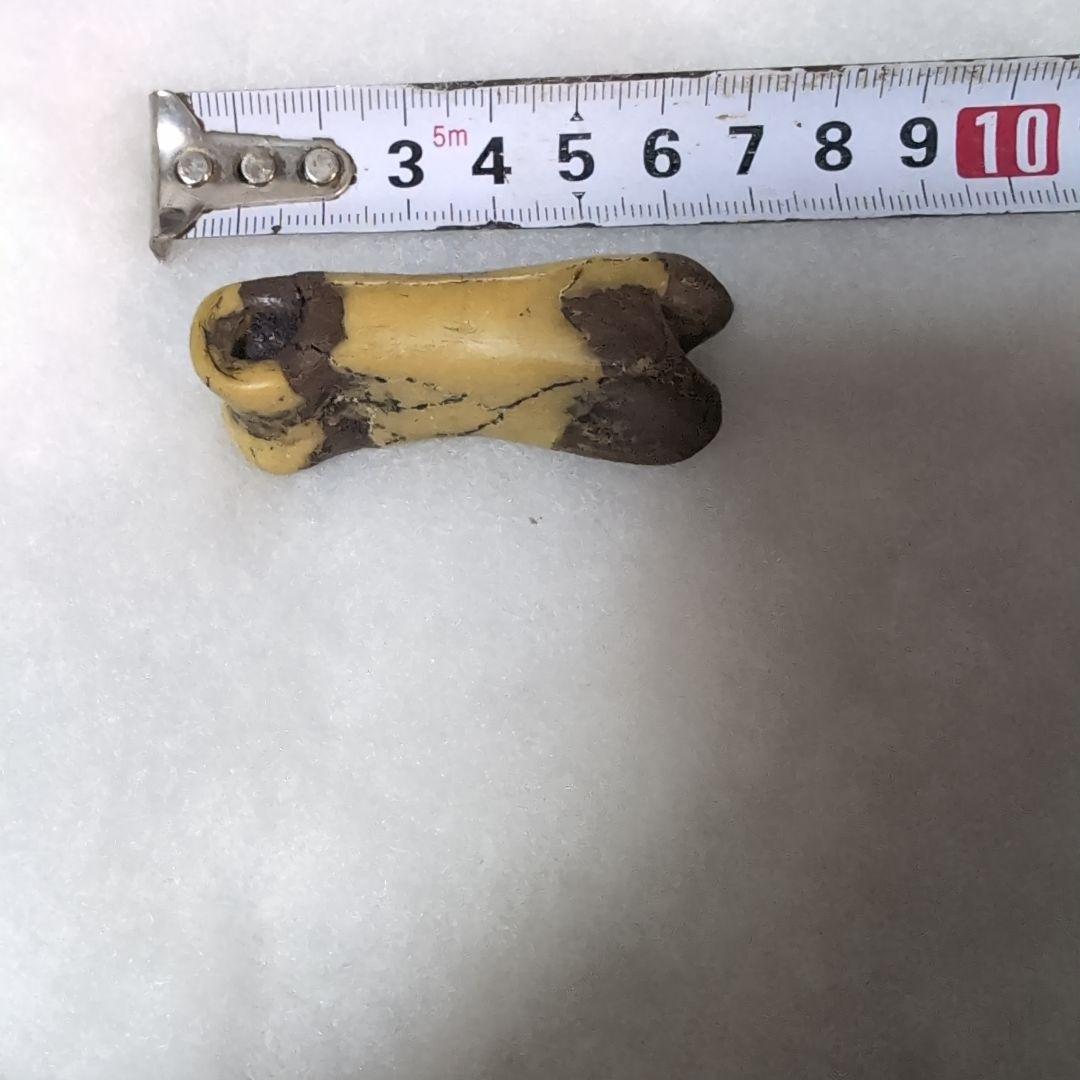 本物　恐竜　T-REX　ティラノサウルスの指骨　化石　補修あり　モンタナ