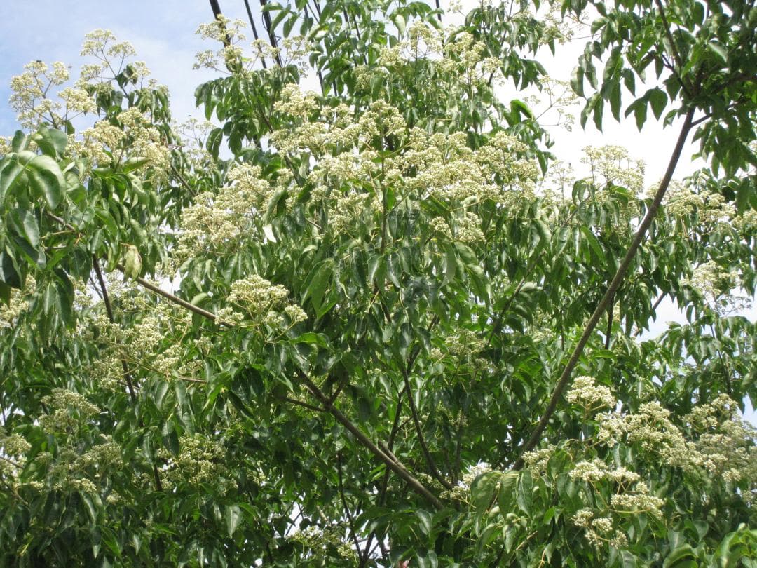 ♥️稀み♦限定セット品《幻の天然完熟百花蜜》『日本みつばち自然完熟秋蜜の2瓶』