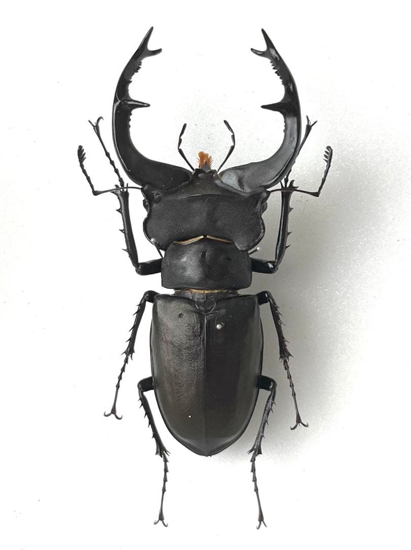 ユダイクスミヤマクワガタ　87mm 標本