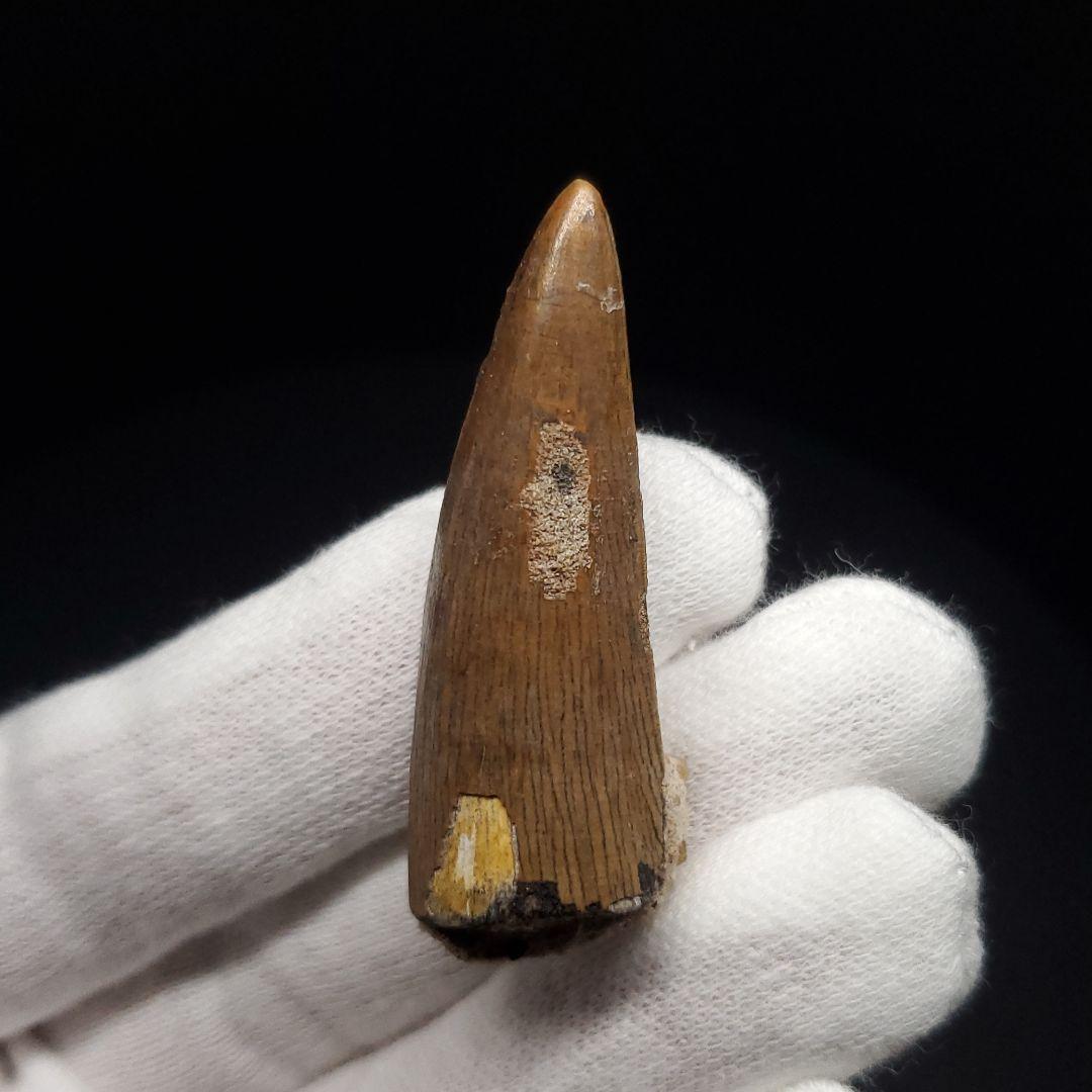 希少 スコミムス 化石 本物 二ジェール産 45.21mm fr145