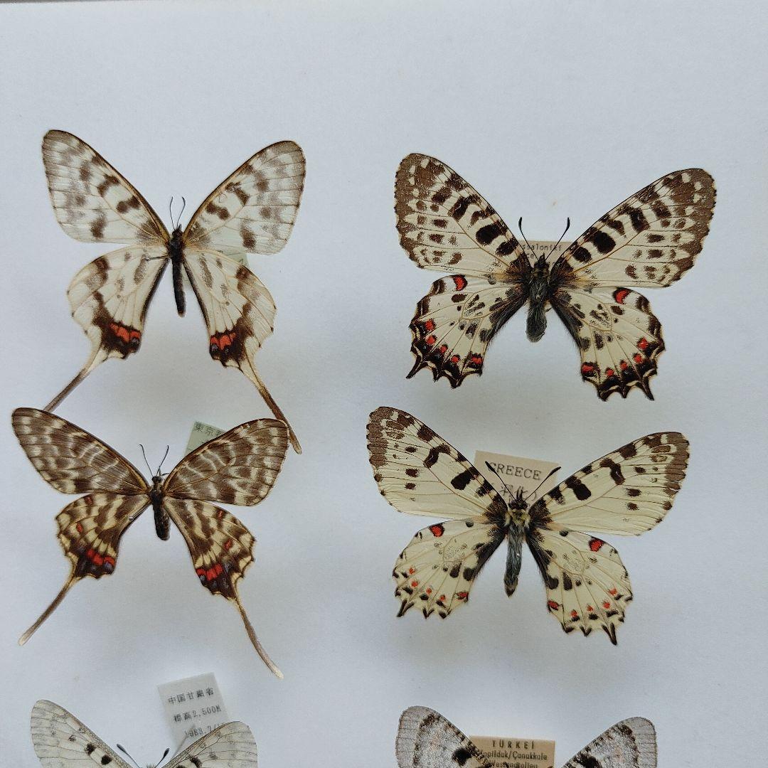 世界のウスバ「5種」