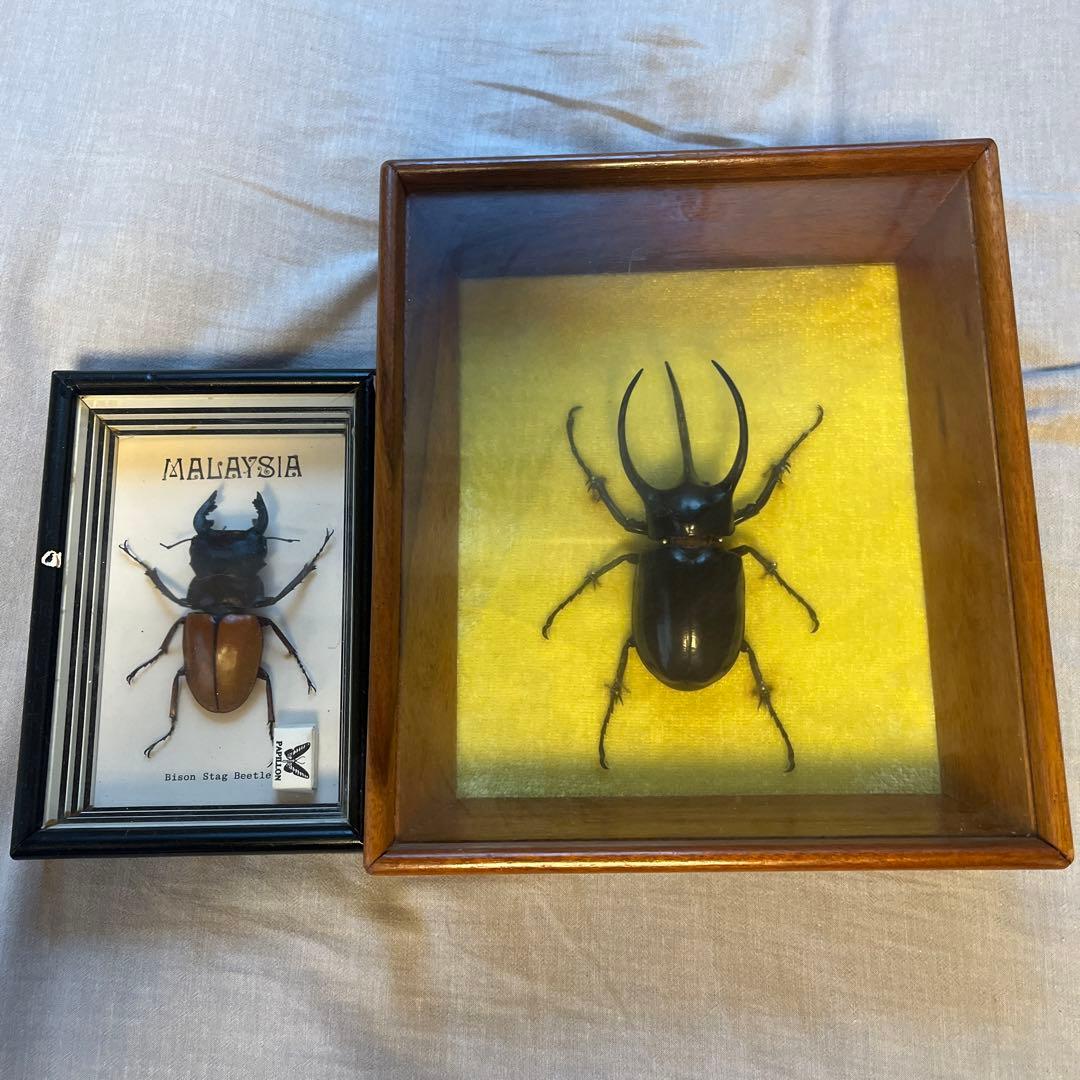 フェモラリスツヤクワガタ　標本　アトラスオオクワガタ