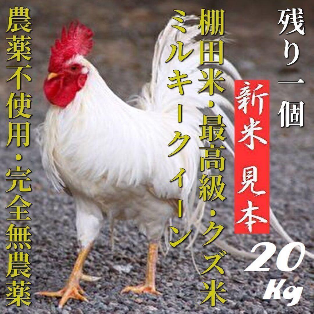 自然栽培／完全無農薬】鳥のエサ・増量　大人に　なれなかった米　くず米　２０ｋｇ