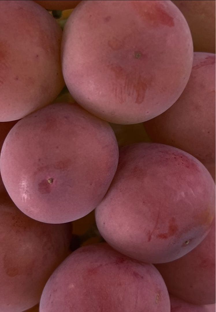 pacaranaさん専用26発送