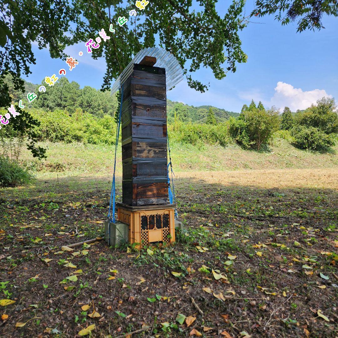 日本蜜蜂　百花蜜　500g×2本　生はちみつ