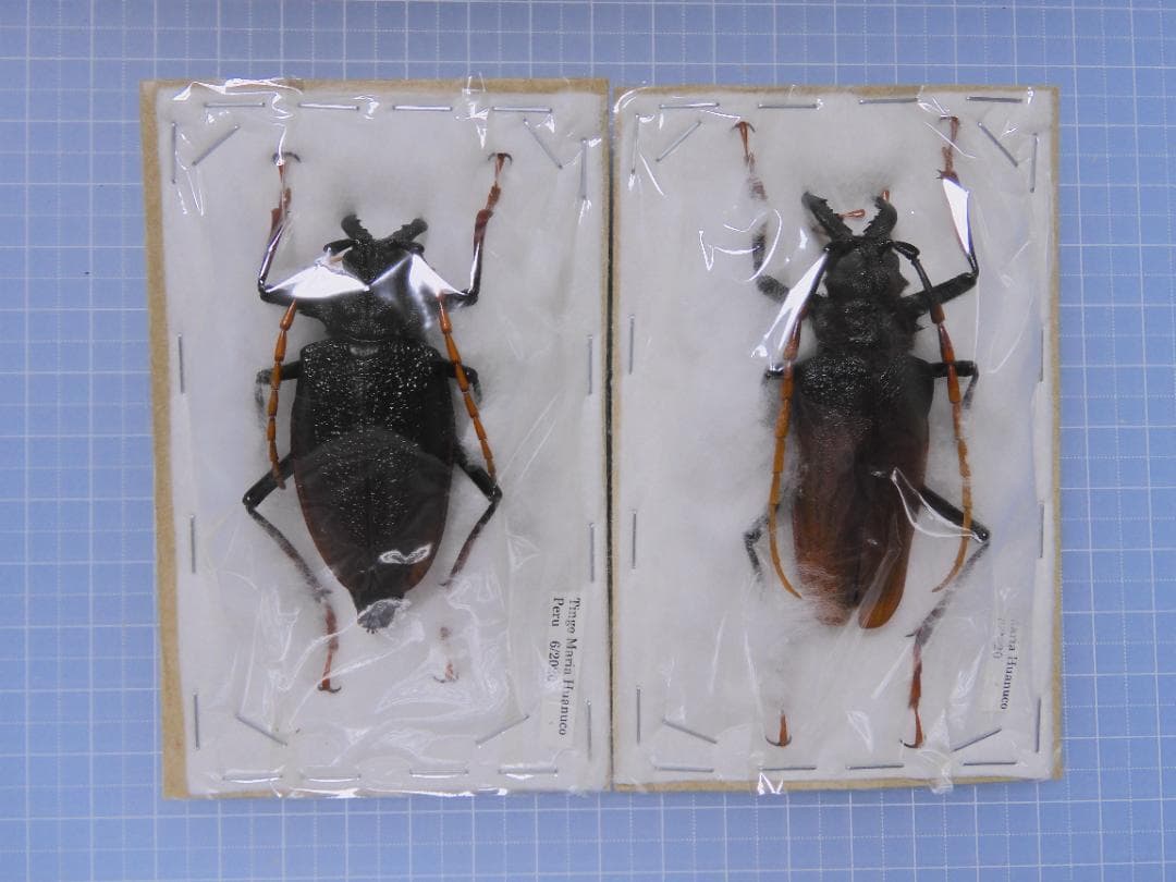 ペルー産　アントンルリオニカミキリ　67mm 56mm