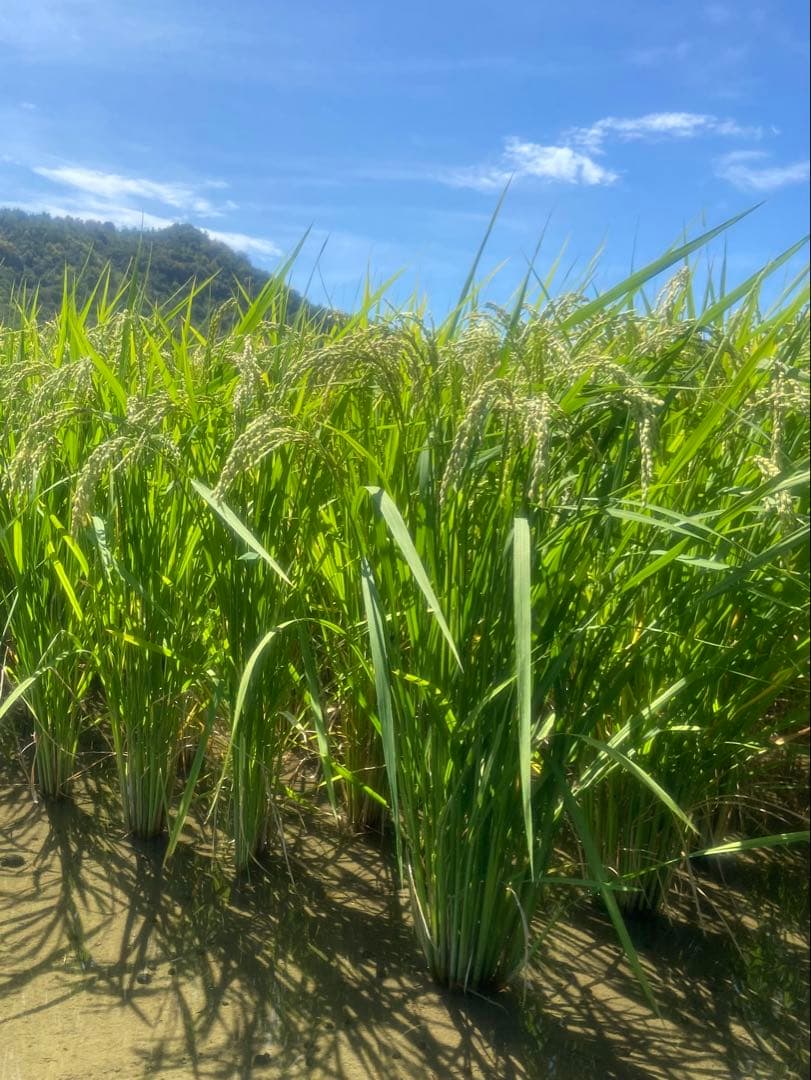 Natural farming 自然栽培玄米 知育 レッジョエミリア教育 食養生