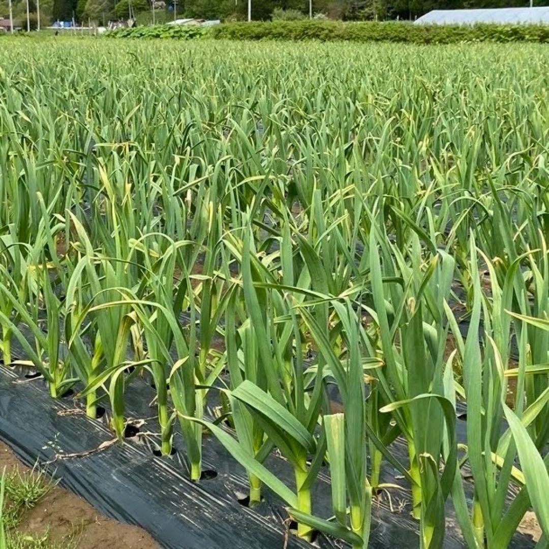 青森県産 ホワイト六片 ニンニク にんにく バラ 5kg