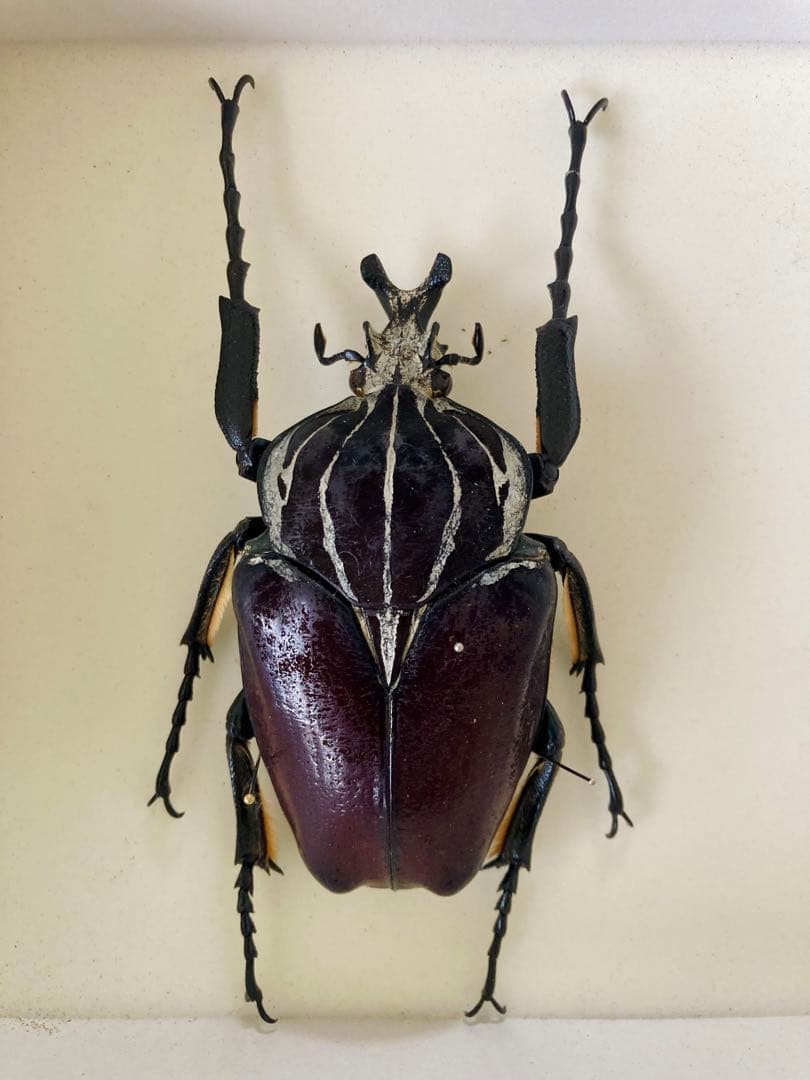 ゴライアスオオツノハナムグリ（コンゴ産）