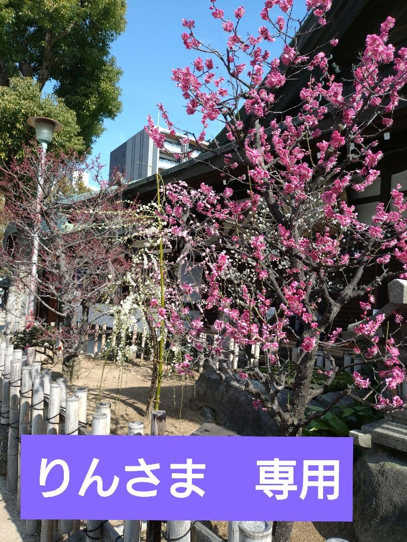 新品未開封 菊池風磨ぬい ペンライト FAMDOME　 timelesz