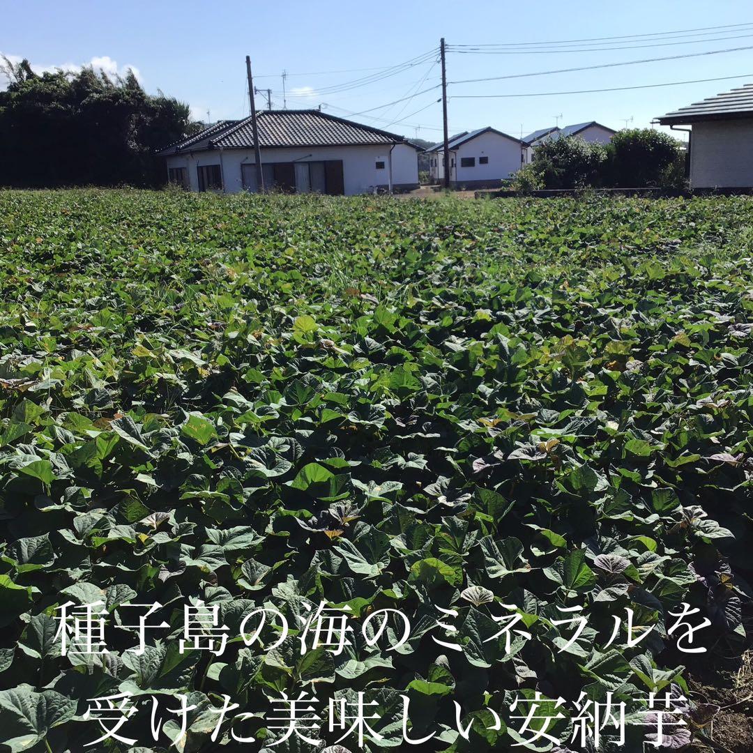 安納芋種子島産　MLのサイズ20kg さつまいも　安納芋　紅　#202