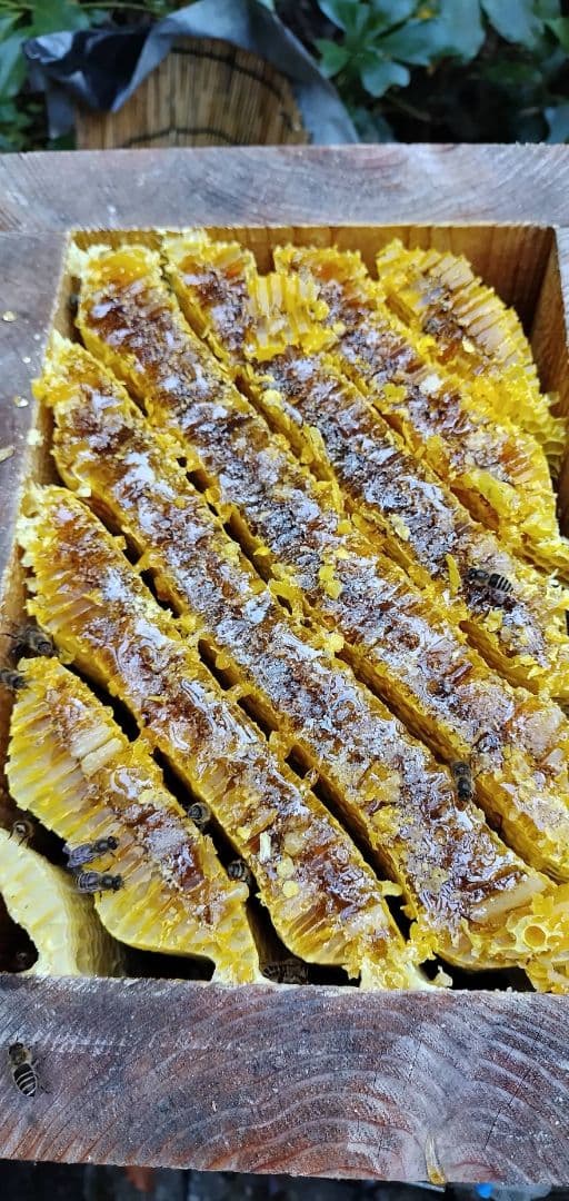 8/6採蜜、日本蜜蜂の巣蜜(お好みの量で出品可能)