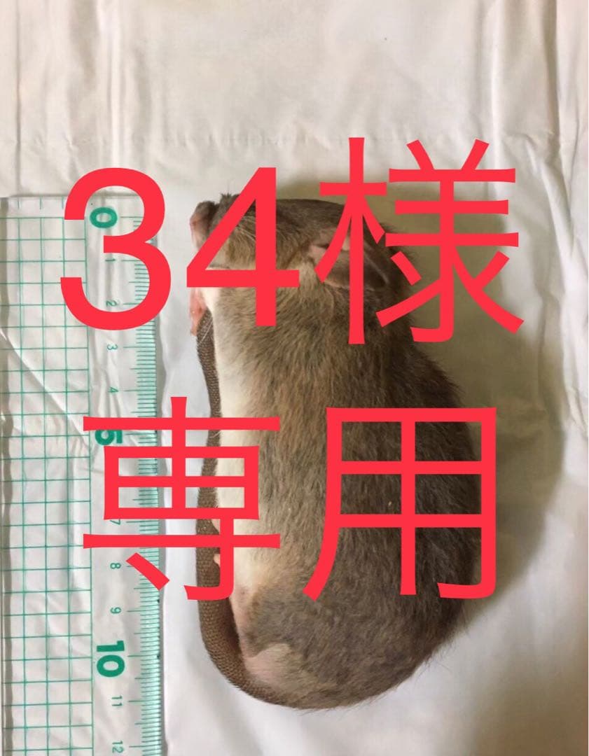 冷凍4L10 ML35 ADL20