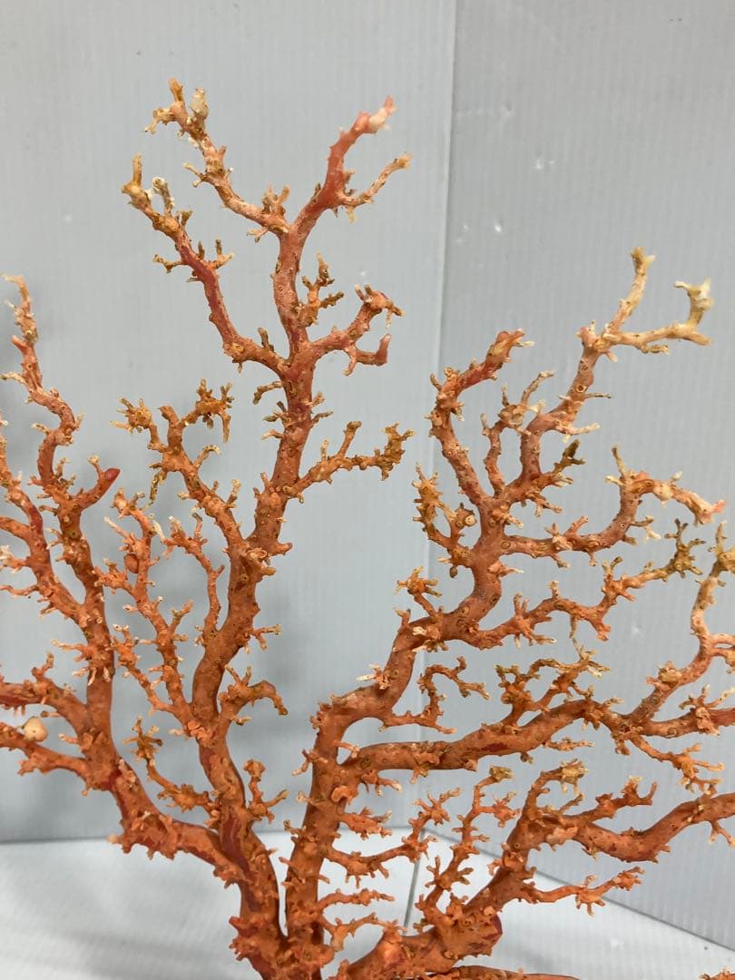 【血赤珊瑚原木】希少！＊血珊瑚＊天然 原木 サンゴ オブジェ 手渡し推奨