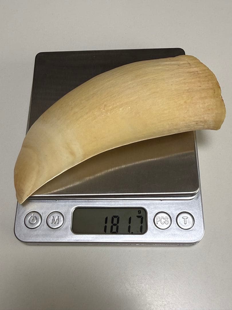 O*)様 天然素材 マッコウクジラ 歯 重さ181g 根付 鯨歯 印材 置物 彫