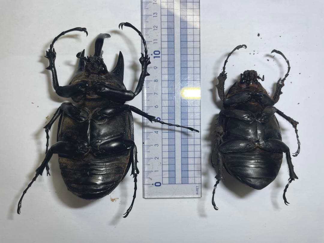 レックス(アクティオン)ゾウカブト　標本用　♂118mm ♀82mm