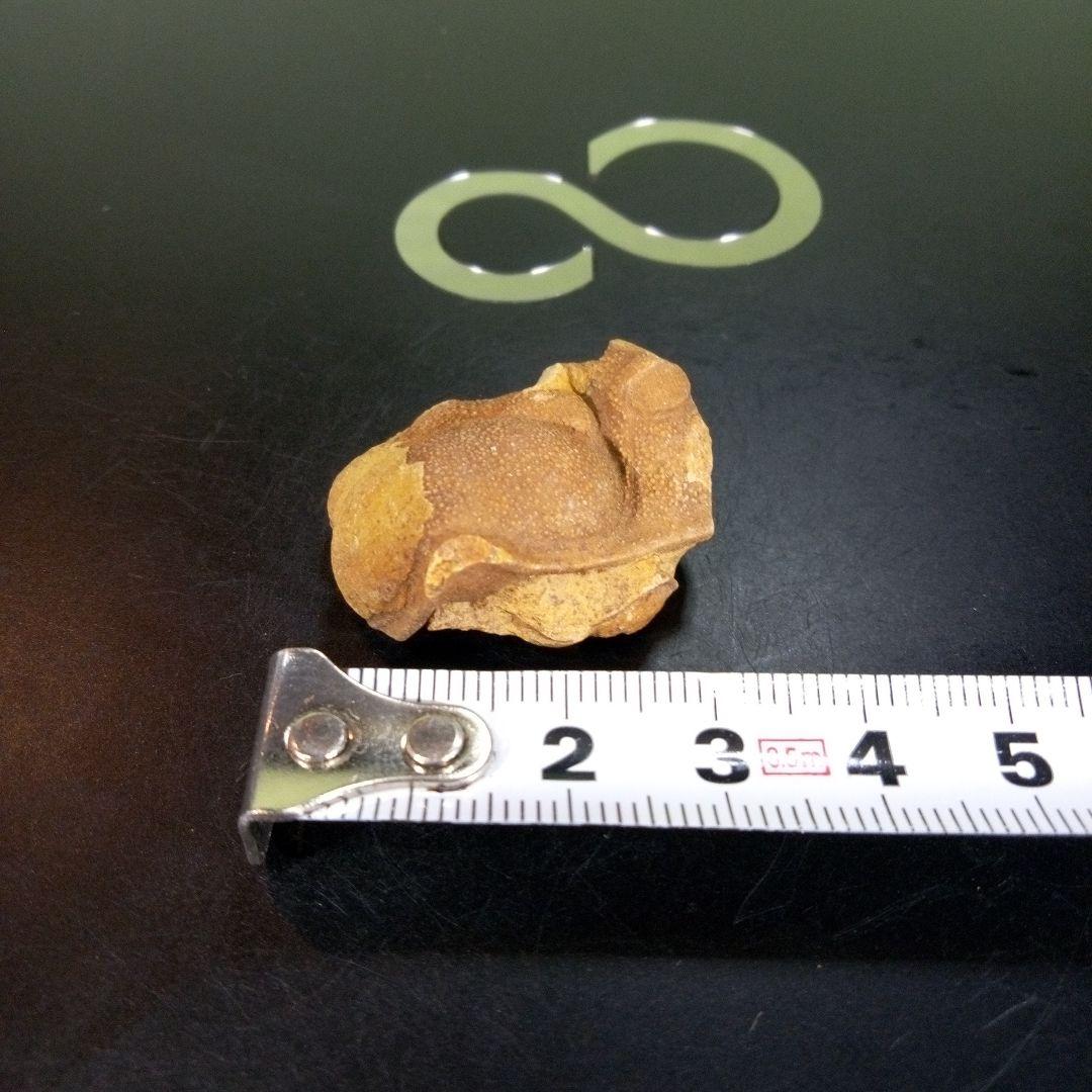 三葉虫　南米産　化石　fossil　ボリビア産　trilobite　南米化石郡⑩