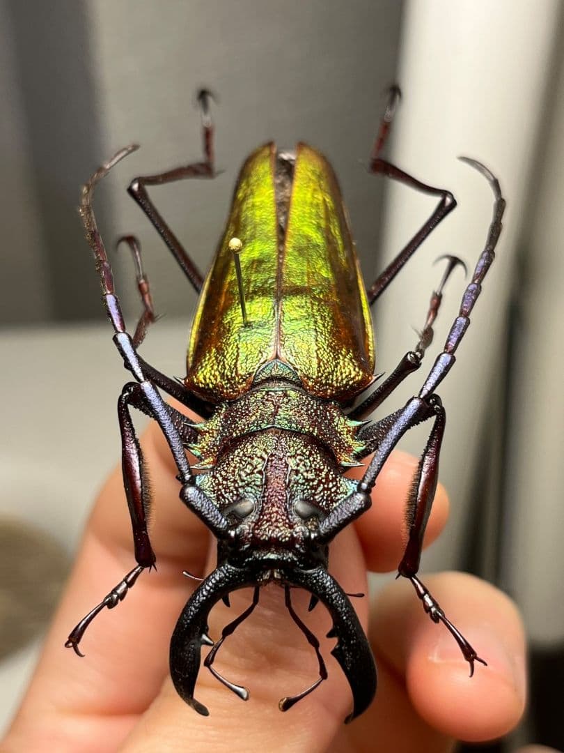 【赤黄緑青】ルリオニカミキリ ムラサキオニノコギリカミキリ キンオニ標本