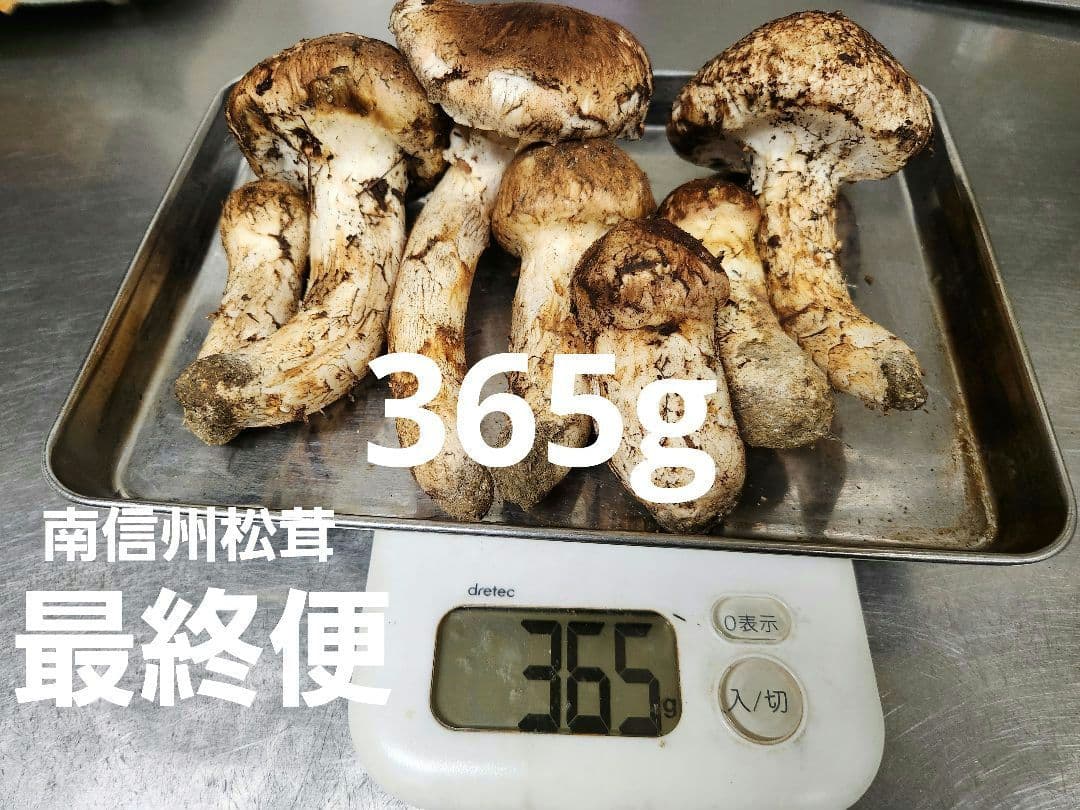 南信州松茸　蕾&開き 365g　最終
