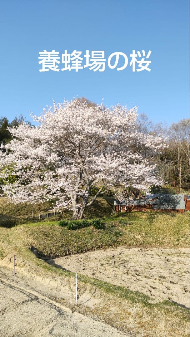 国産レンゲ生蜂蜜