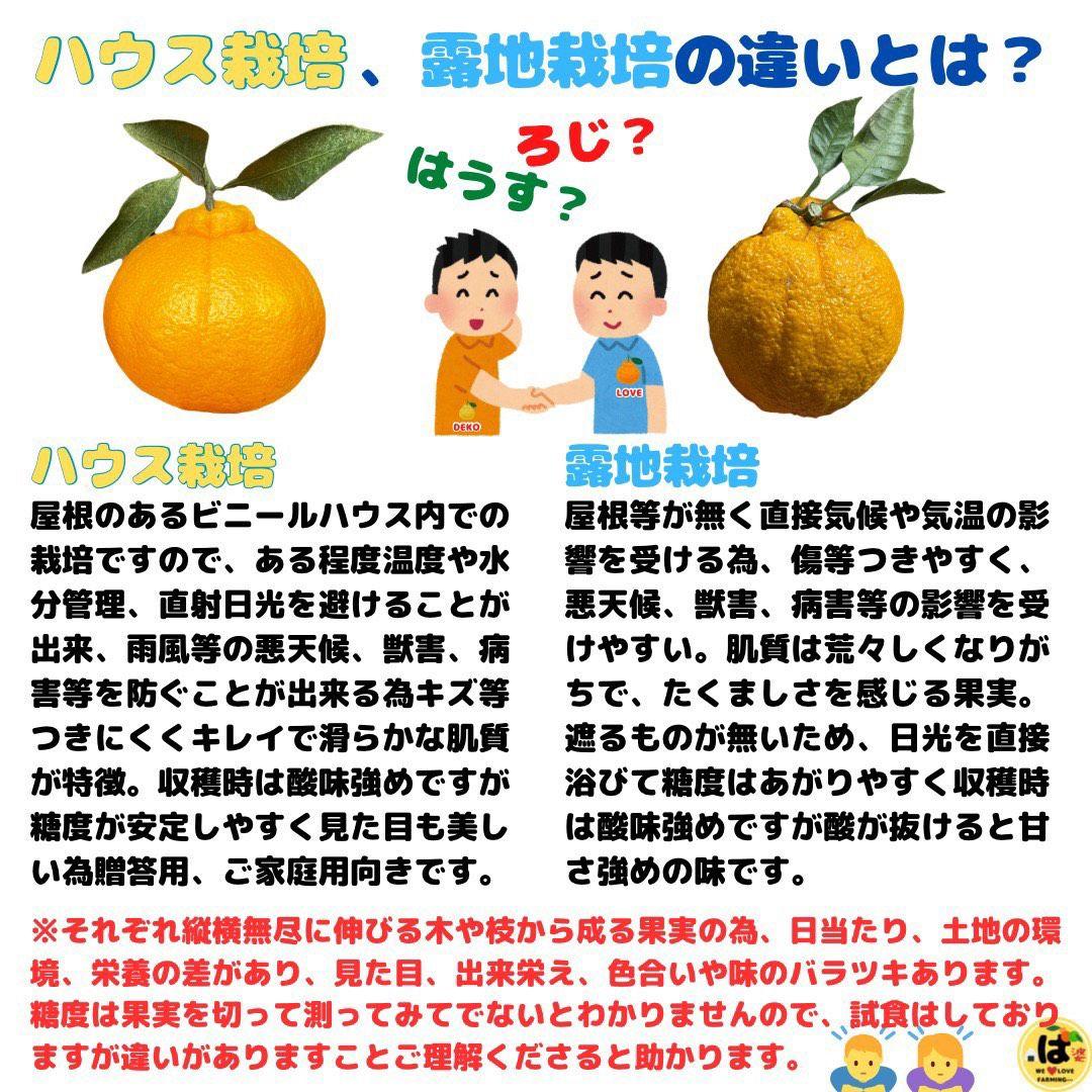 ※確認用　大玉MIX箱込み9.5kg以上【ハウス栽培　不知火　デコポン　肥の豊】