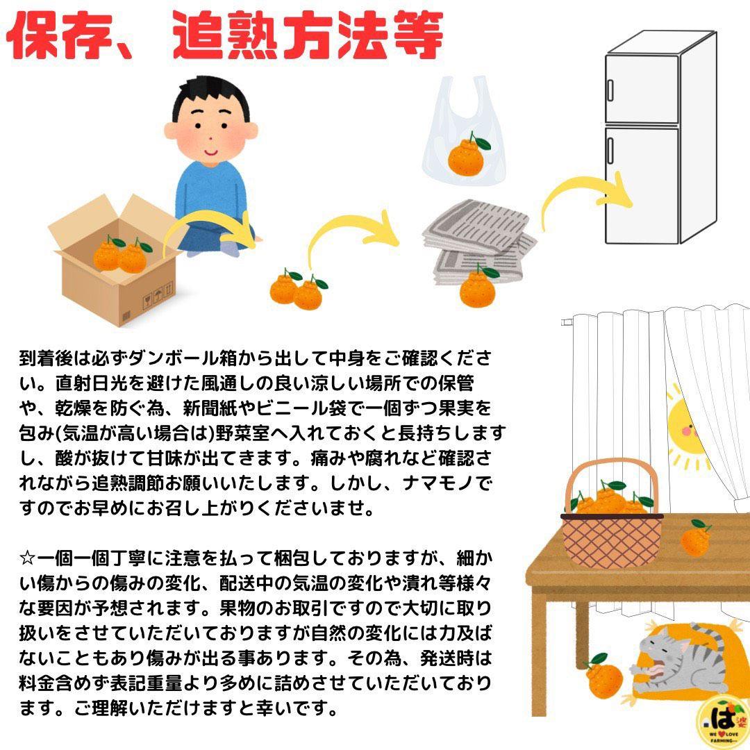 ※確認用　大玉MIX箱込み9.5kg以上【ハウス栽培　不知火　デコポン　肥の豊】