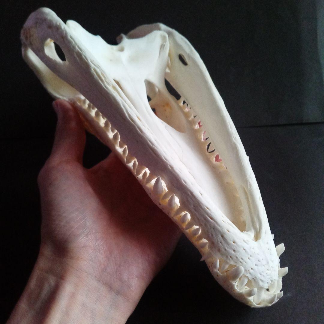 骨格　頭骨　ワニ　スカル　クロコダイル　美麗