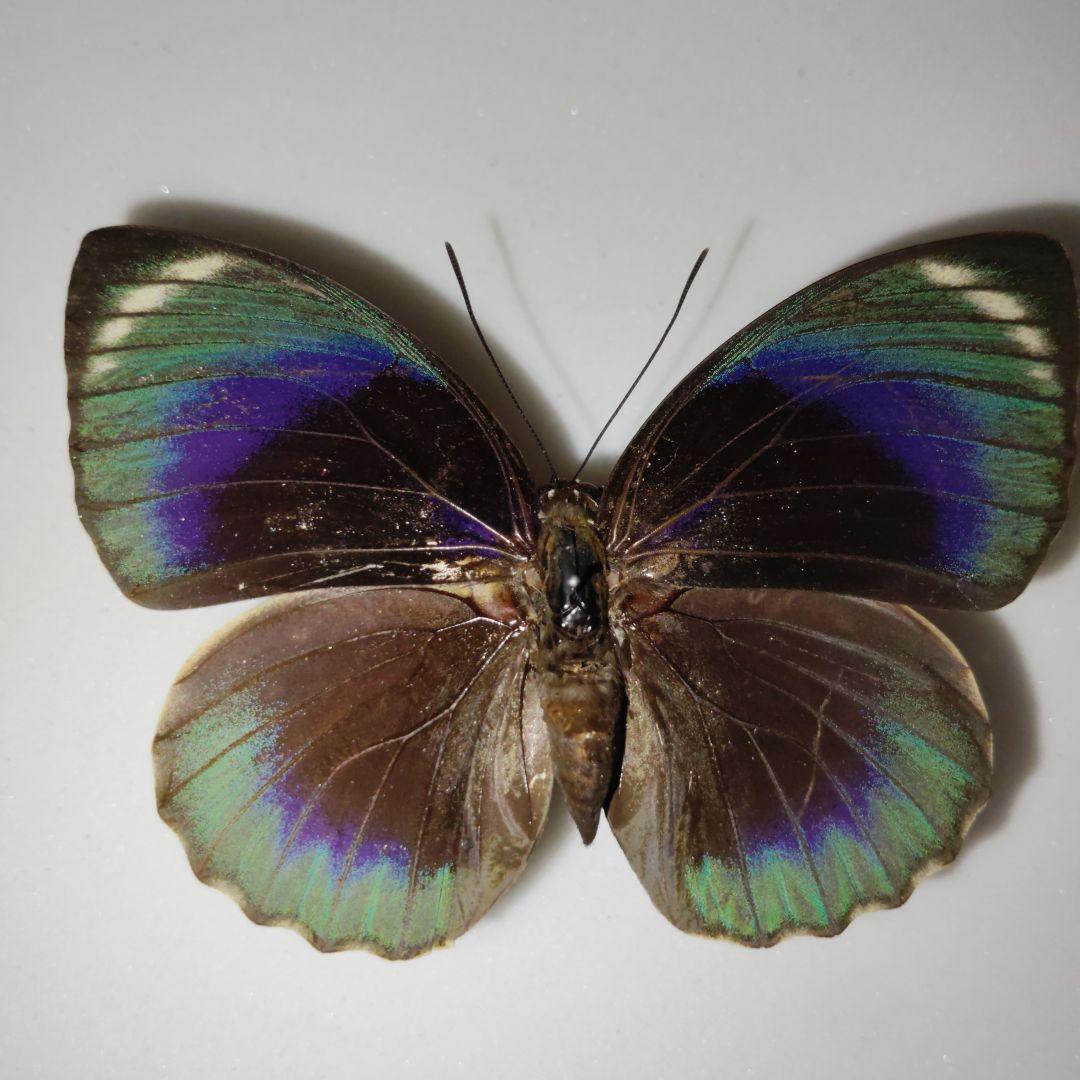 蝶標本　ファルキドンミイロタテハ　メス　アグリアス