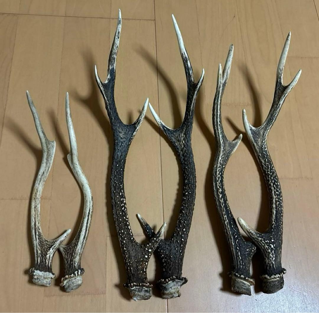 日本鹿　角　三対　6本セット　ニホンジカ　ツノ　まとめ売り　Ｏ