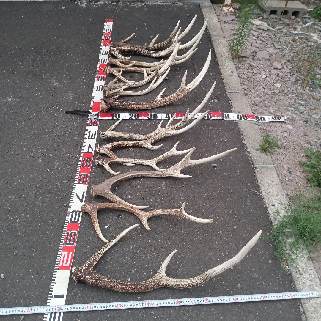 S*i様 天然蝦夷鹿の角 犬用おもちゃ　工芸品などに　 複数サイズ　　２２番