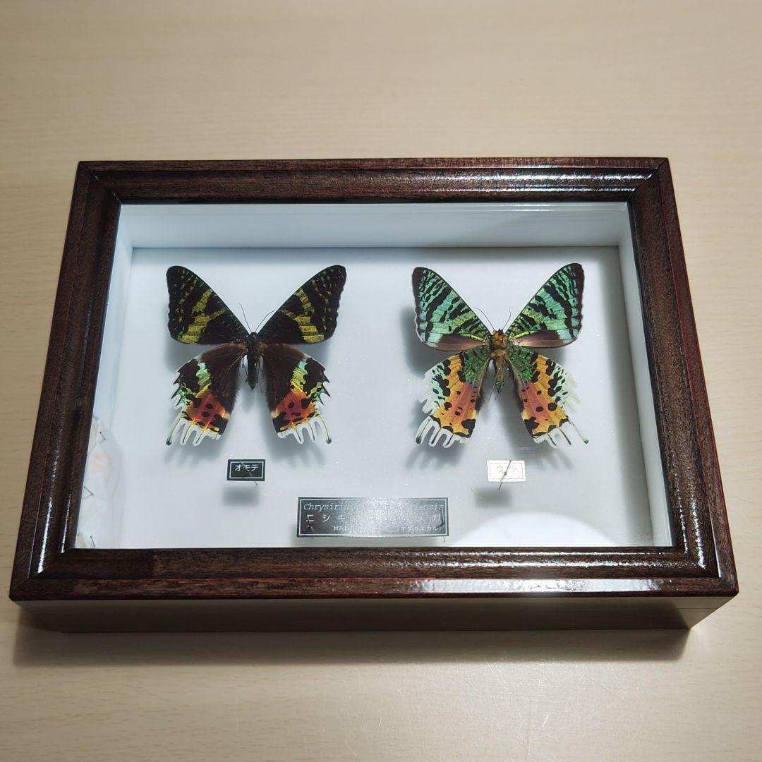 標本 ニシキオオツバメガ