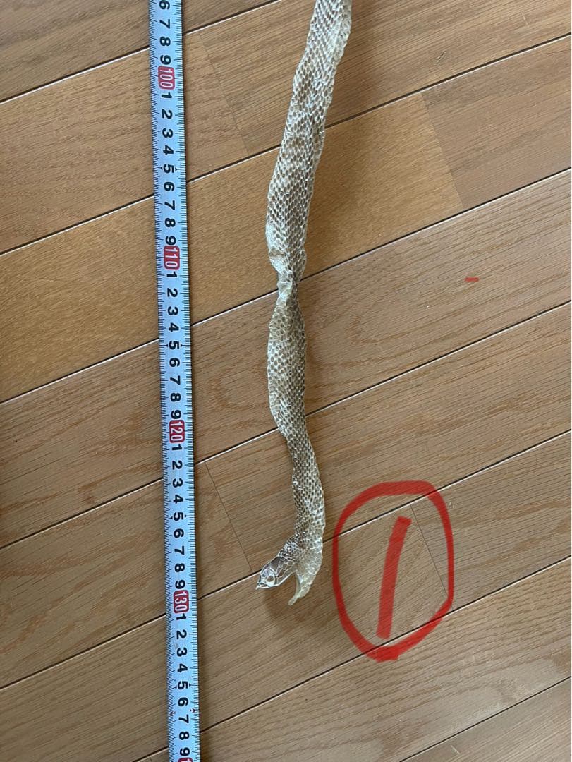 蛇の脱け殻約130cm