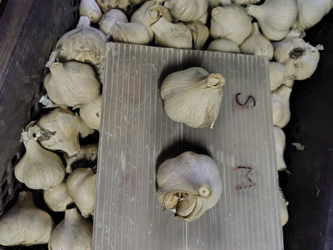 も*と様 青森県産ニンニク小玉10キロ以上!在庫処分セール青森県産にんにく訳あり