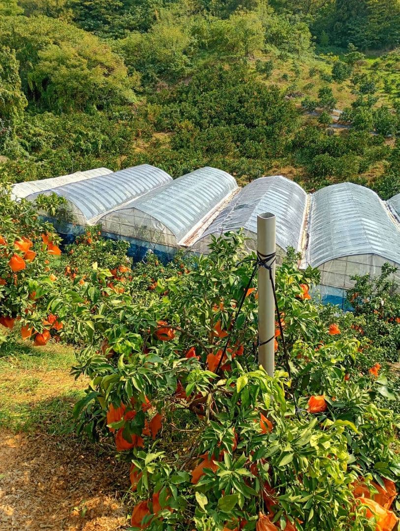 551愛果 まどんな 家庭用 ５kg