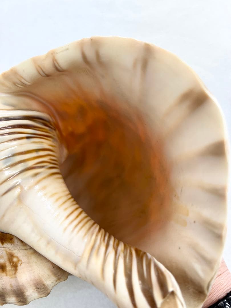 法螺貝 ほら貝 インテリア 素材 魔除け