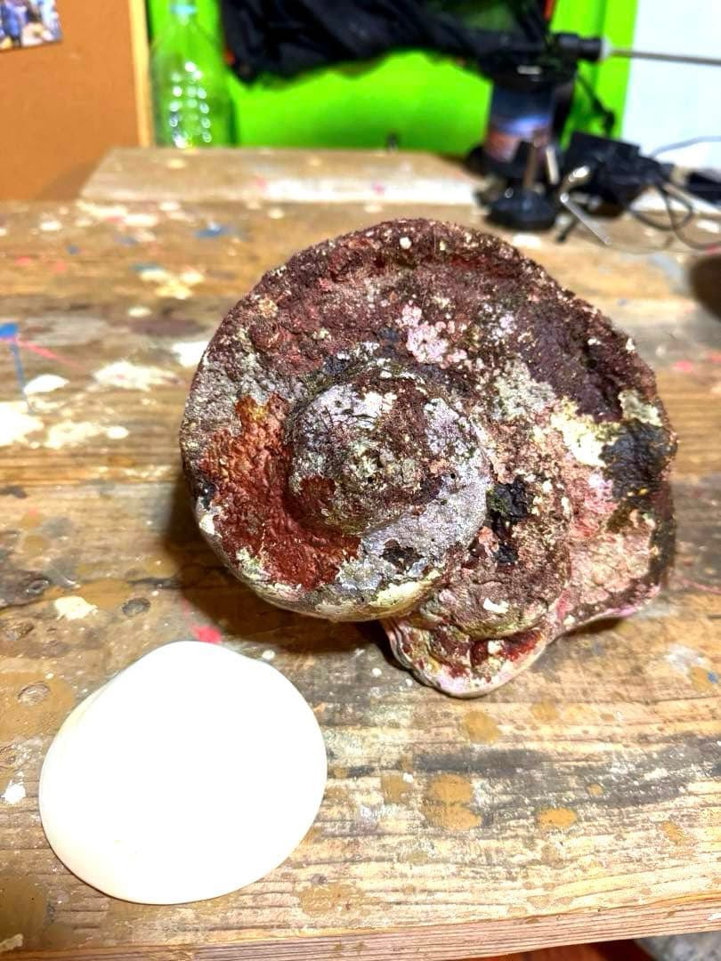 ⭐️特大夜光貝⭐️貝殻　約1.8kg ハンドメイド素材、置物等