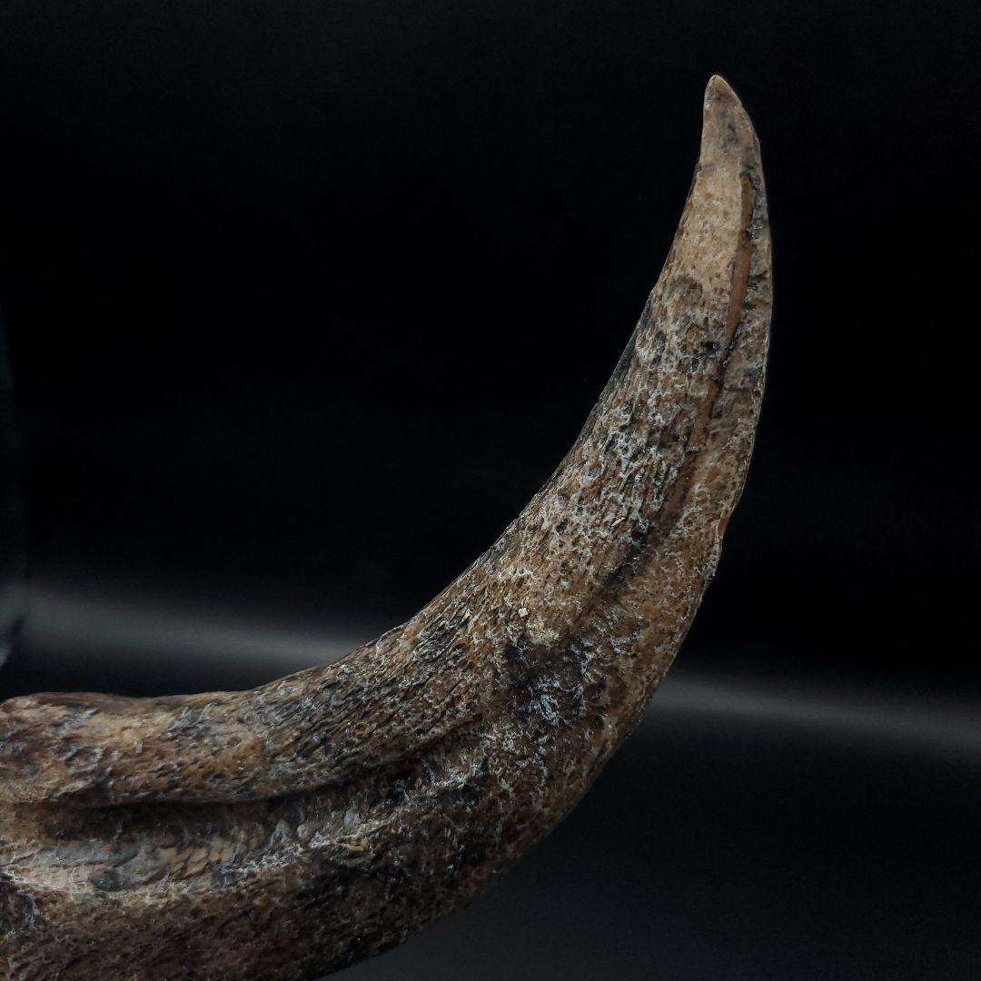 スピノサウルス 爪 レプリカ 184.47mm spr2