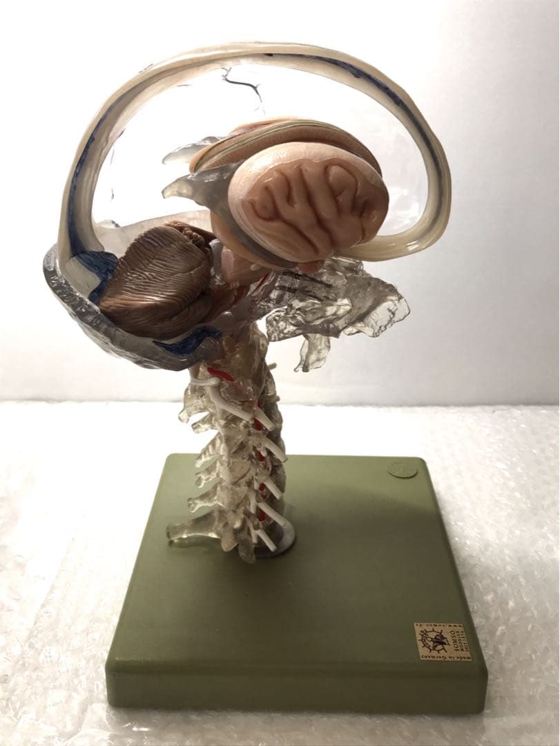 独SOMSO社 (ソムソ社) BS25/T透明な１５分解脳模型♡ 　脳解剖模型