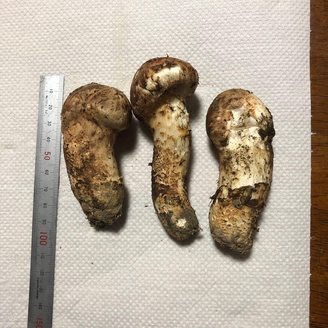 長野県信州産　国産松茸　約100g