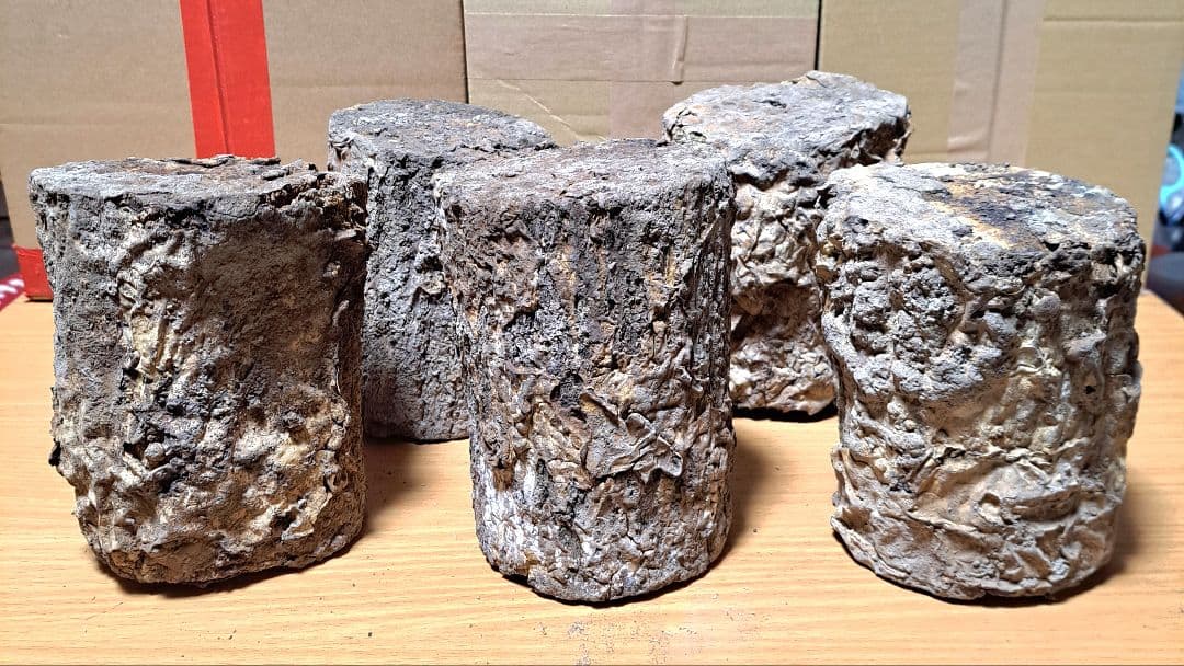 １０本！ Ｌ×５本 Ｍ×５本 クヌギ 土埋め レイシ 霊芝 産卵材 柔らか仕上げ