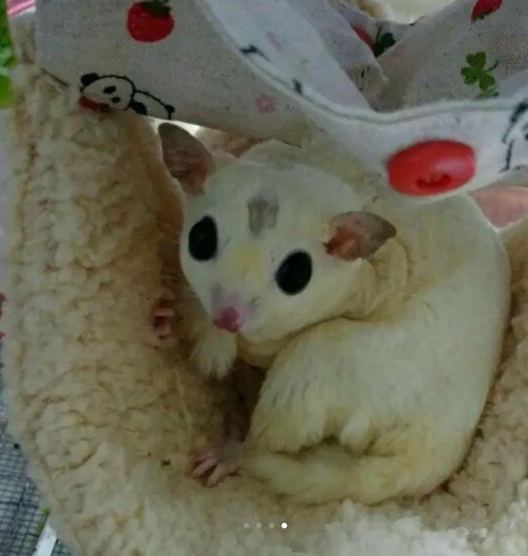 モモンガハウス(スイーツVer.3) ボア白   1950円